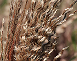 Miscanthus sinensis dreadlocks