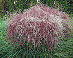 Miscanthus sinensis huronsunrise