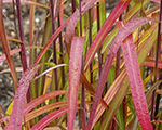 Miscanthus sinensis navajo