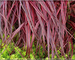Miscanthus sinensis purplefall