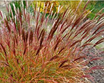 Miscanthus sinensis redchief