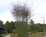 Molinia arundinacea karlfoerster