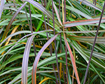 Miscanthus sinensis orangefeder