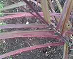 Miscanthus sinensis dronningingrid