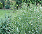 Panicum virgatum heavymetal