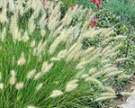 Pennisetum alopecuroides hameln