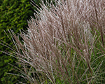 Miscanthus sinensis kleinesilberspinne
