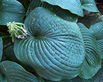 Hosta blue mammoth