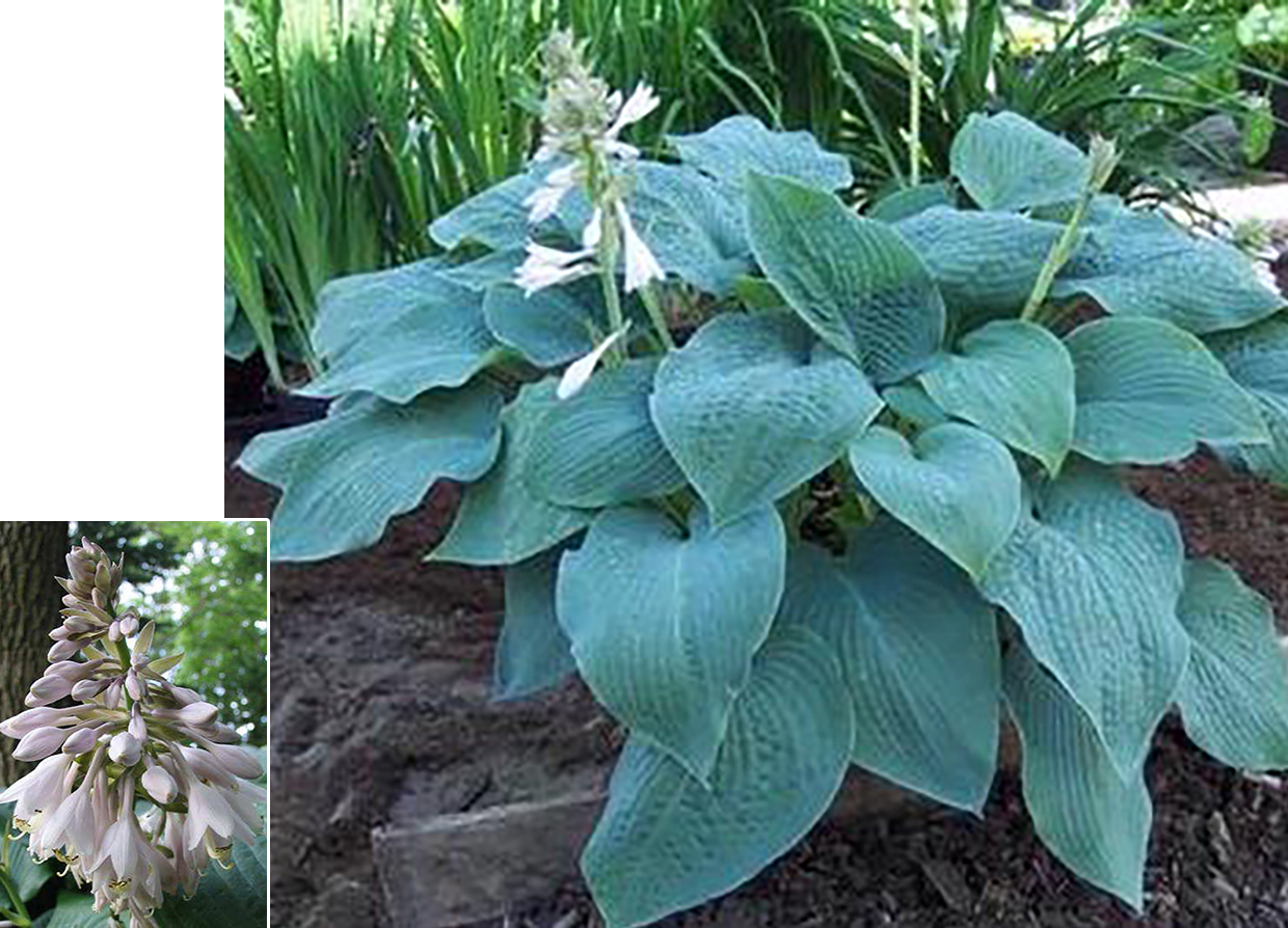 Hosta_Blue_Mammoth.jpg?1548322832