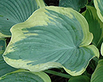 Hosta earthangel