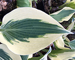 Hosta firnline