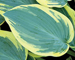 Hosta firstfrost