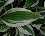 Hosta francisko