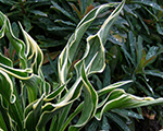 Hosta handsup