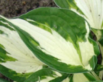Hosta loyalist