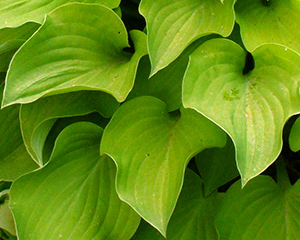 Hosta 'Paradise Goldheart'