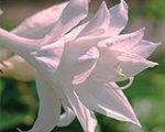 Hosta venus