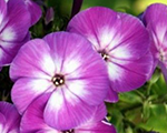 Phlox pan famouspurple