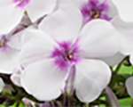 Phlox pan famouswhitewitheye