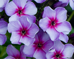 Phlox pan neonfareblue
