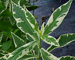 Phlox pan noraleigh baltraiba