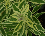 Phlox pan noraleigh krema