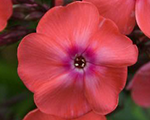 Phlox pan spitfire