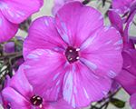 Phlox pan autumnjoy