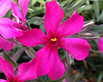 Phlox sub scarletflame