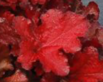 Heuchera foreverred