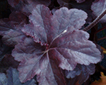 Heuchera obsidian