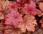 Heuchera primopeachice