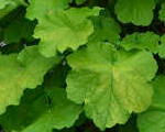 Heuchera primoprettypistachio