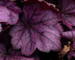 Heuchera primowildrose