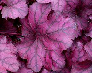 Heihēra 'Wild Rose'