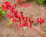 Heuchera sanguinea rubybells