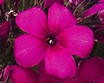 Phlox pan earlycerise