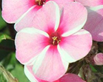 Phlox pan earlypinkcandy