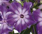 Phlox pan earlypurpleeye