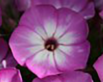 Phlox pan earlypurplepinkeye