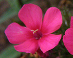 Phlox pan earlyred