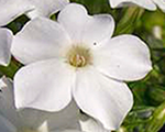 Phlox pan earlywhite