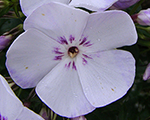 Phlox pan flamelightblue