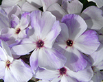 Phlox pan flamemarine