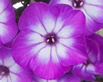 Phlox pan flamepurpleeye