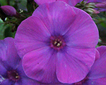 Phlox pan flamepurple