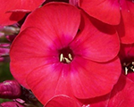 Phlox pan flamered