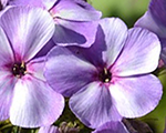 Phlox pan jeffsblue