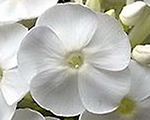 Phlox pan youniquewhite