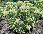 Sedum lajos